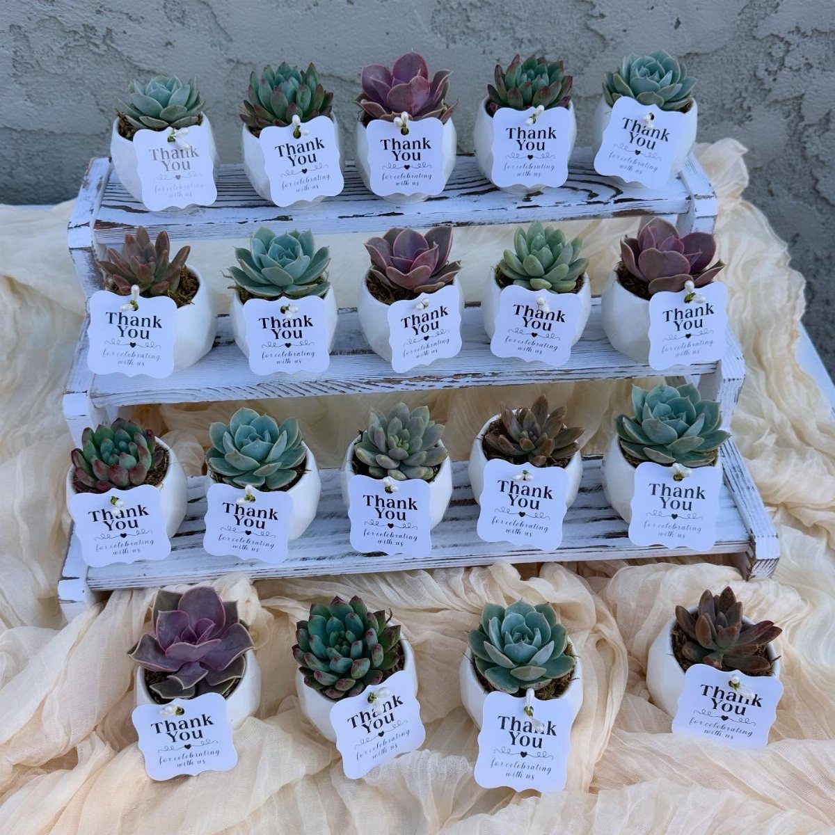 Small succulent plants in white pots with thank you tags on a tiered stand