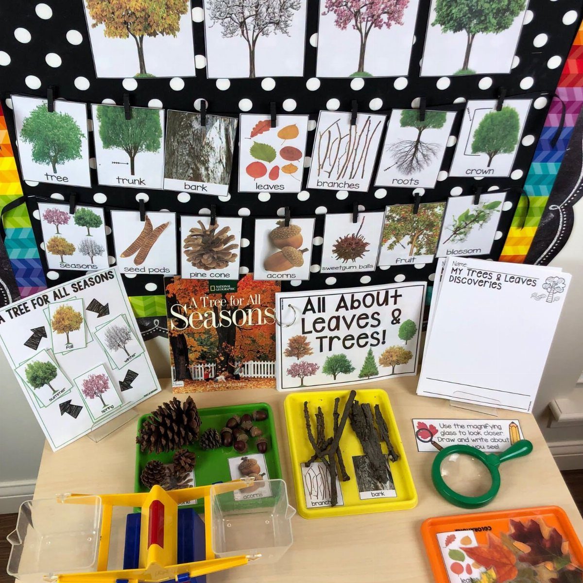 Classroom display about trees with diagrams, a book, and trays of natural specimens.