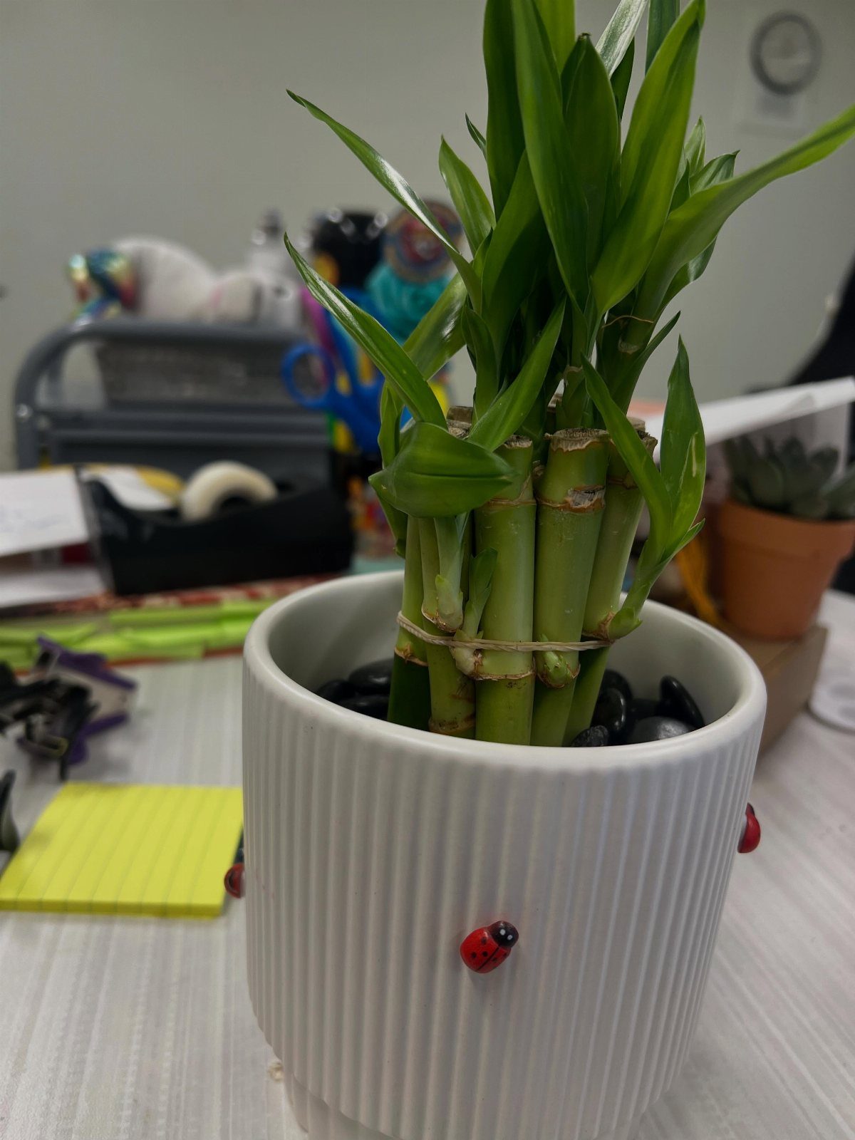 Lucky bamboo plant in a white ribbed pot with ladybug decorations on a desk