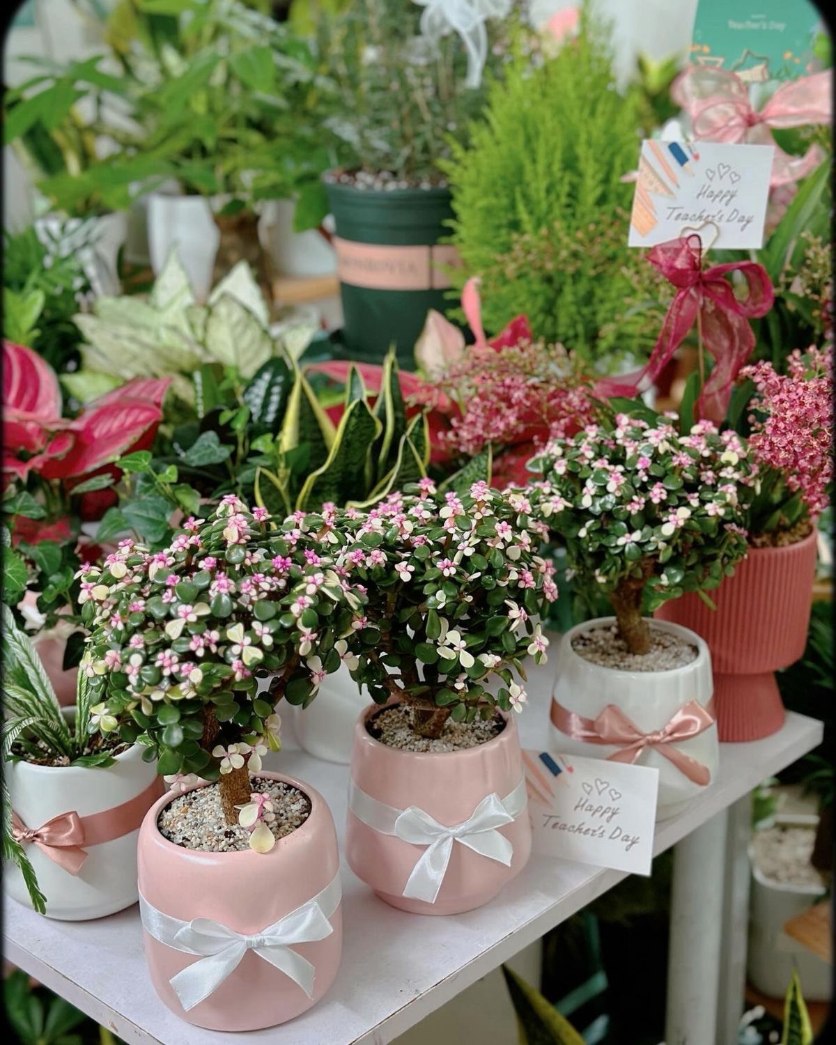 Small flowering plants in pink and white pots with ribbons on a shelf.