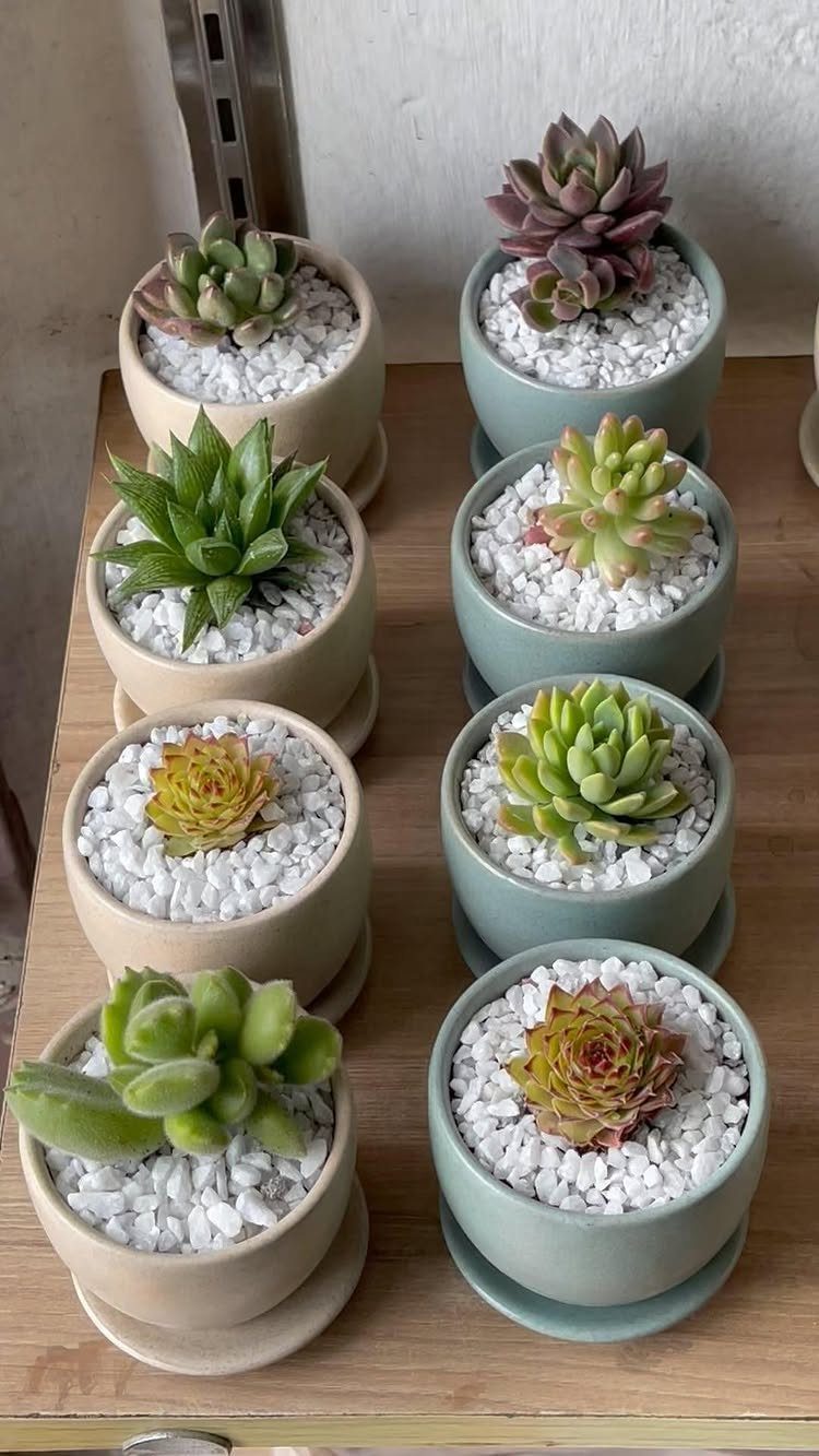 Small succulent plants in beige and blue-green ceramic pots with white pebbles.